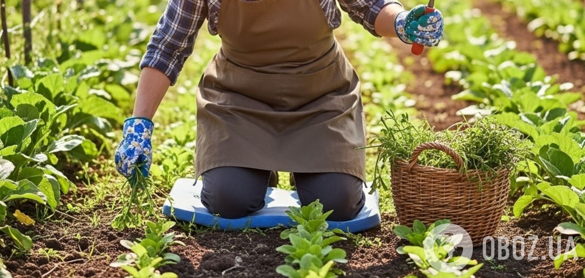 Нужно восстановление: что делать на огороде после сбора урожая