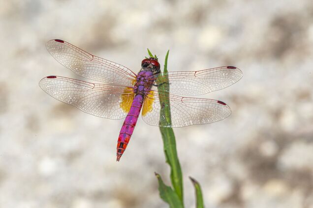 Как на украинском будет 'стрекоза': правильный ответ знают не все