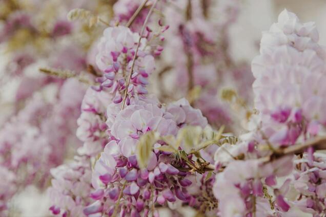 Что делать, чтобы глициния цвела дважды за лето: три шага