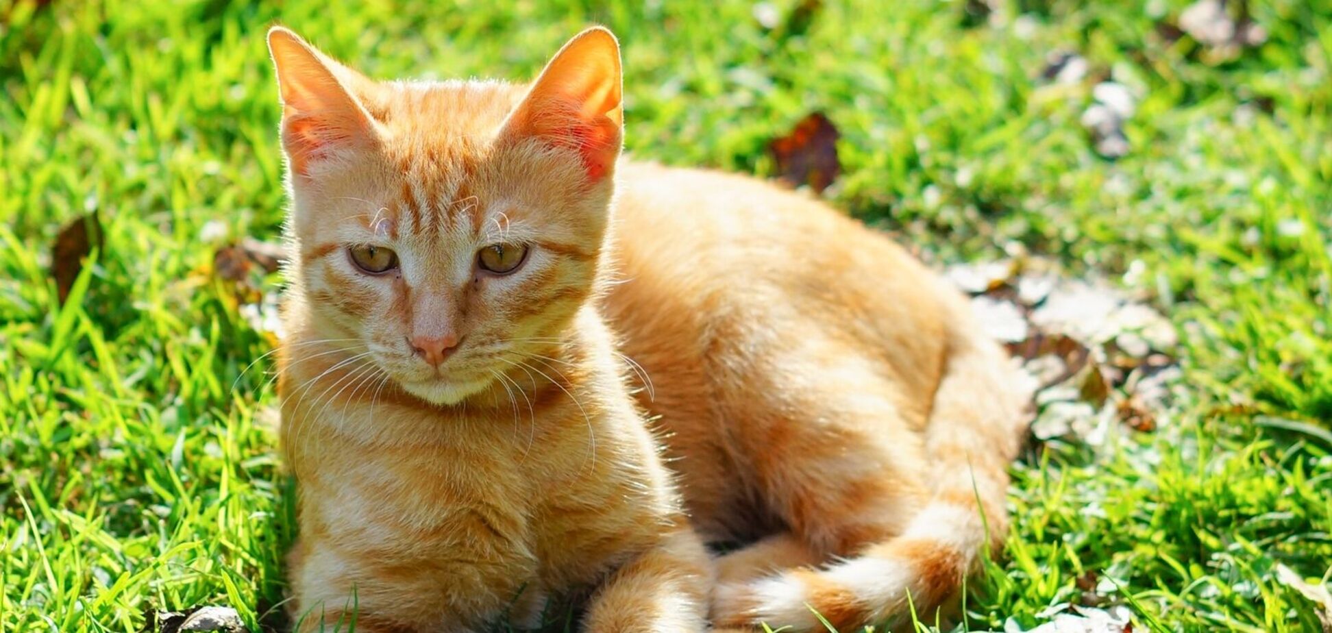 Дощитиме лише у двох регіонах: синоптики дали прогноз погоди на вівторок