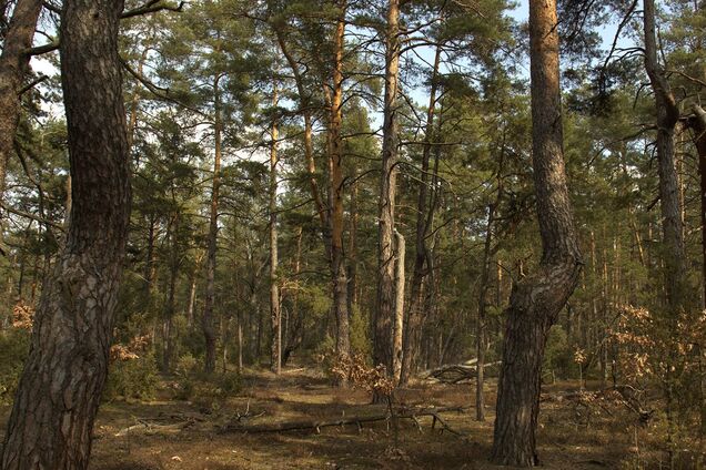 Лес в Киевской области. Иллюстрация