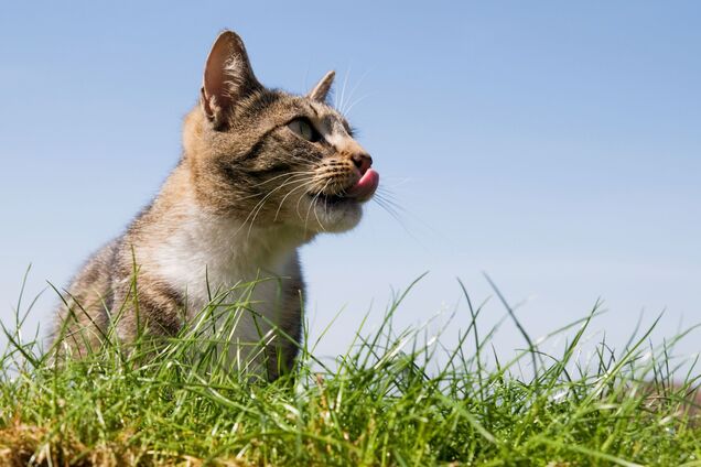 Почему коты и собаки едят траву: есть научное объяснение
