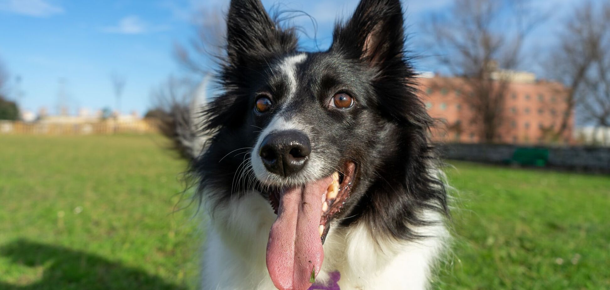 Чому собаки посміхаються: вчені здивували поясненням