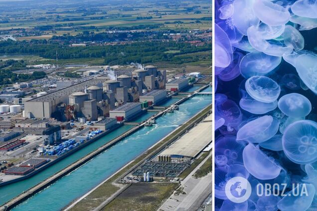 У Франції медузи ледь не зірвали роботу найбільшої АЕС Західної Європи: довелося зупинити один реактор