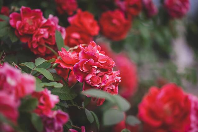 Никогда не делайте этого с цветами: названа самая распространенная ошибка