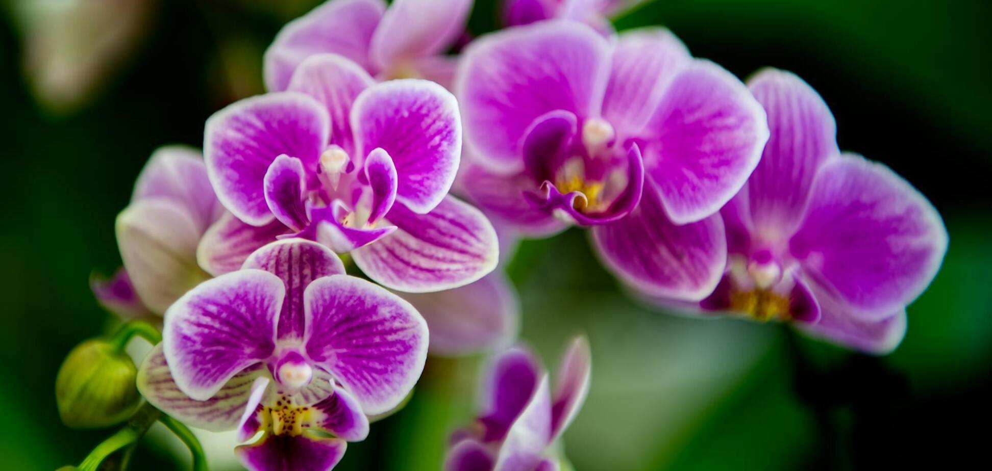 Один простий трюк змусить орхідею зацвісти: що треба зробити