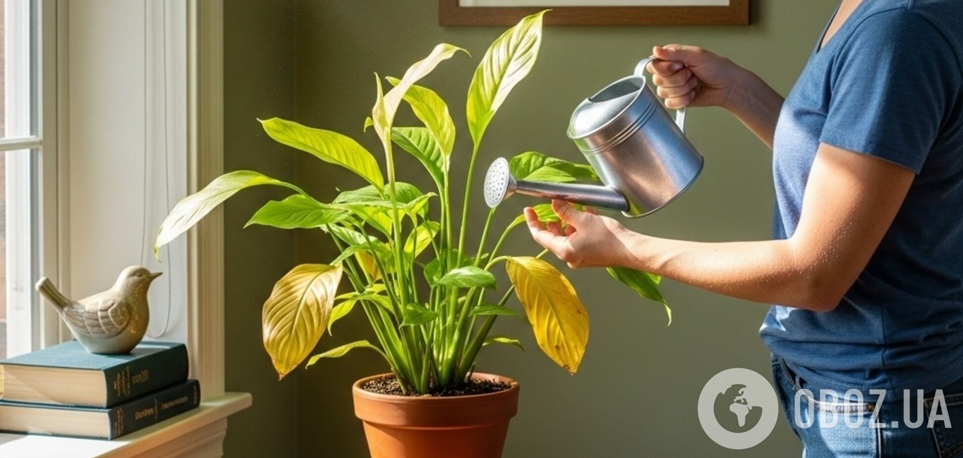 Вода з цукром врятує спатифілум, що жовтіє: як підживлювати