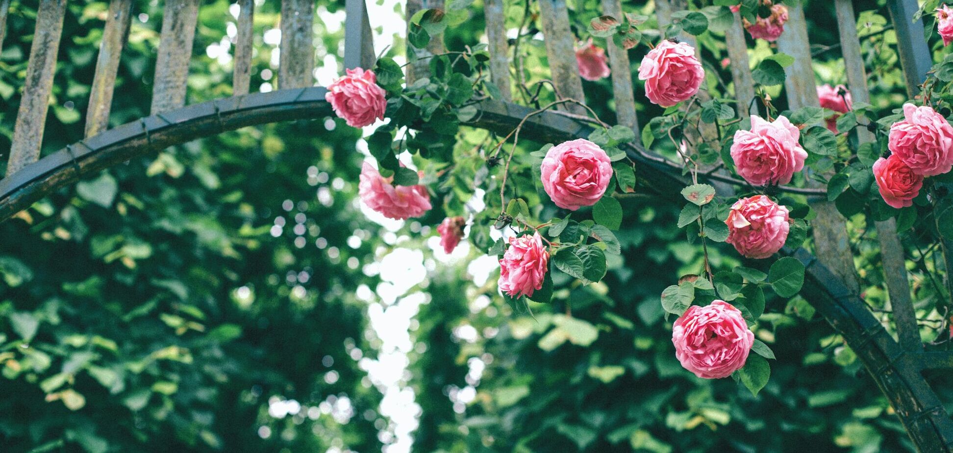 Спасет уставшие кусты: как надо обрезать розы в августе