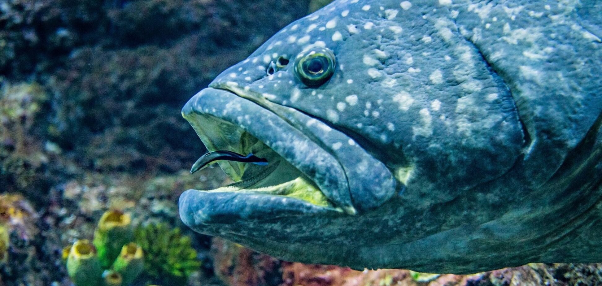 Чи є у риб язики: вчені вирішили дилему