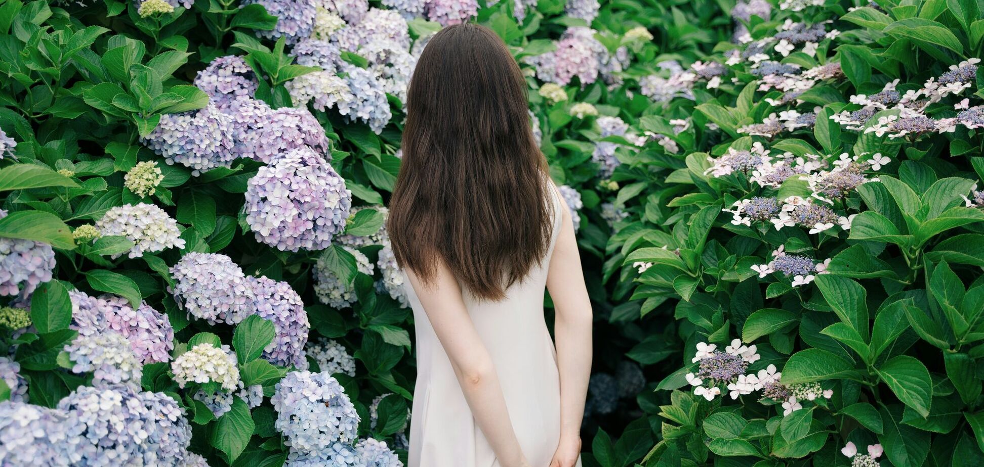 Когда поливать гортензии: названо удачное время суток