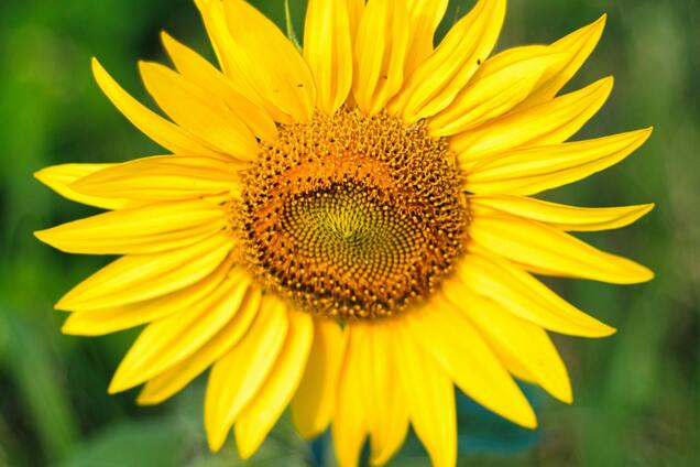 Что стоит сажать возле подсолнухов: растения-компаньоны