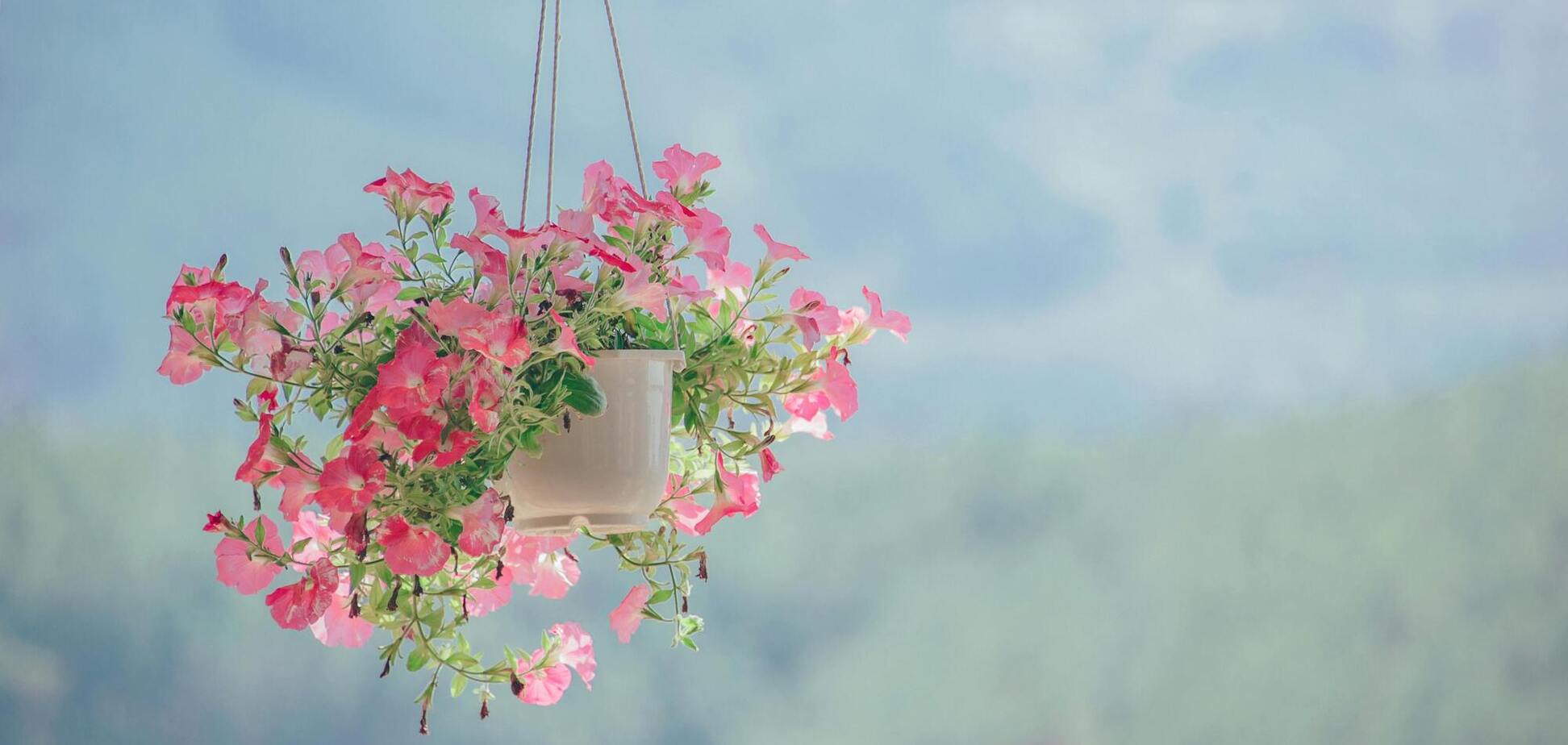 Чим поливати квіти у підвісних кошиках, щоб вони цвіли яскравіше і рясніше