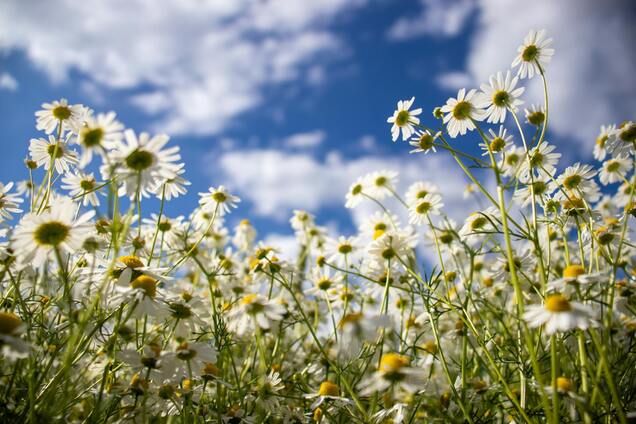 Какой праздник отмечают 18 августа в Украине: все об этом дне