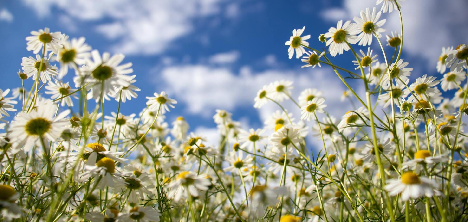 Какой праздник отмечают 18 августа в Украине: все об этом дне