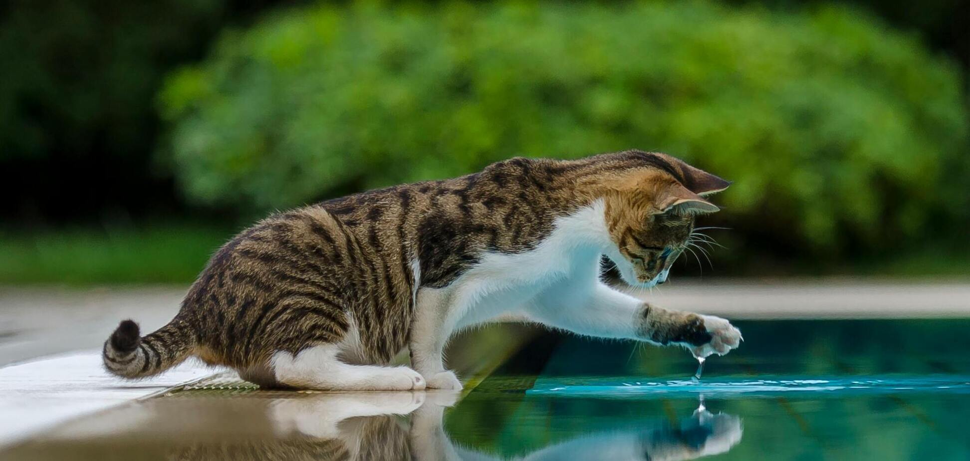 Как не довести кота до обезвоживания во время жары: три способа