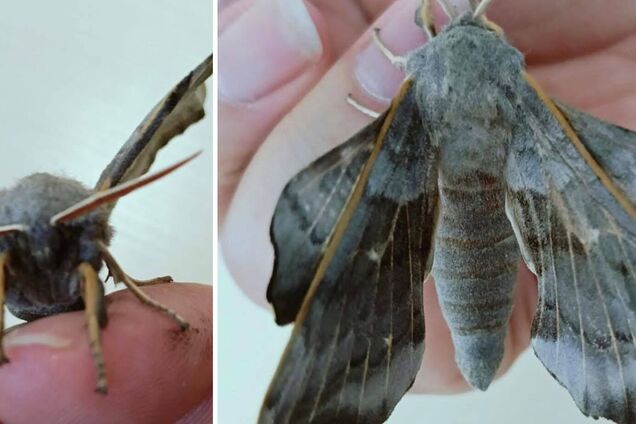 У Чорнобильській зоні помітили великого метелика з ідеальним маскуванням. Фото