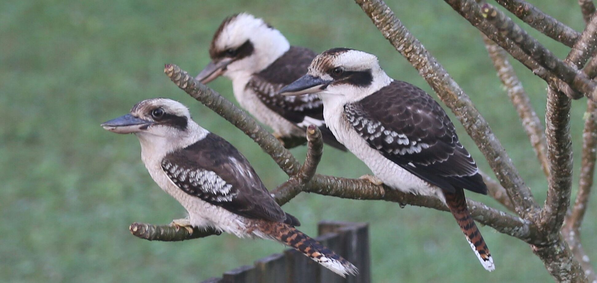 'Смена пола' оказалась на удивление распространенной у диких птиц Австралии: о чем узнали ученые