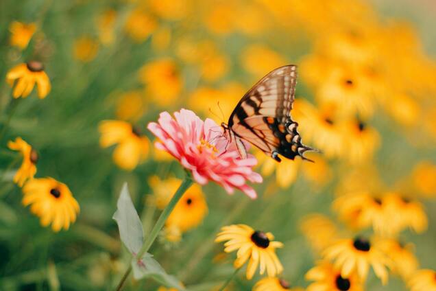 Будет осенняя сказка: 5 растений, которые стоит добавить в ваш сад