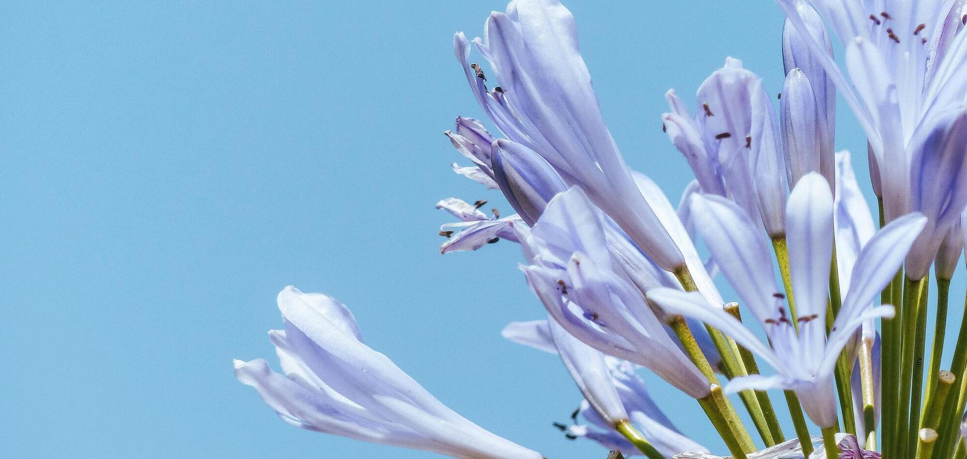 Що зробити з агапантусом, щоб він гарно цвів наступного року