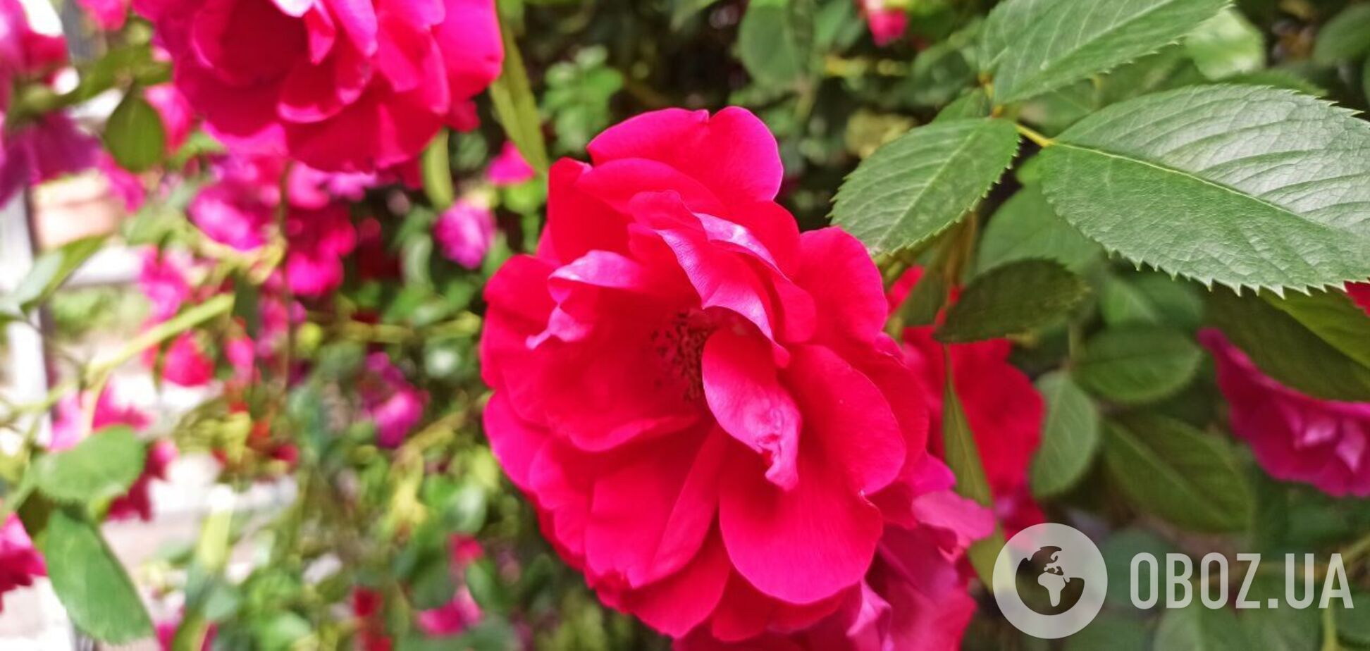 Троянди цвістимуть до морозів: як доглядати за кущами восени