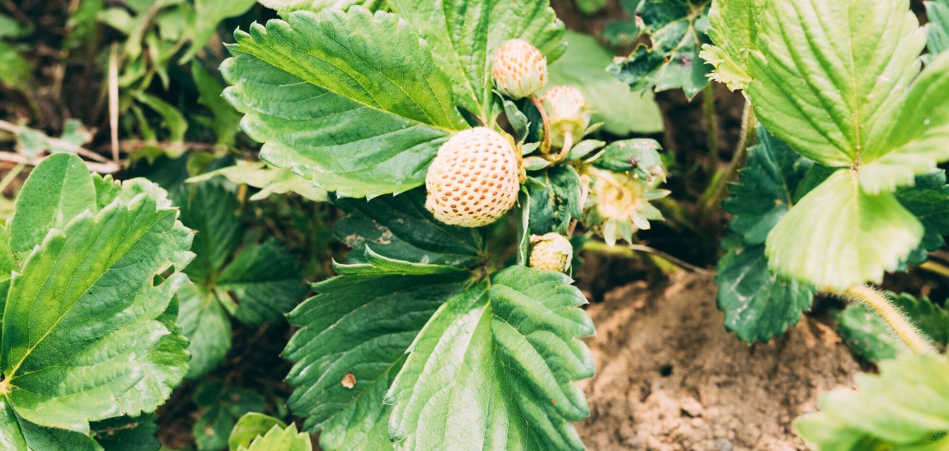 Як садити восени полуницю: моменти, на які треба звернути увагу