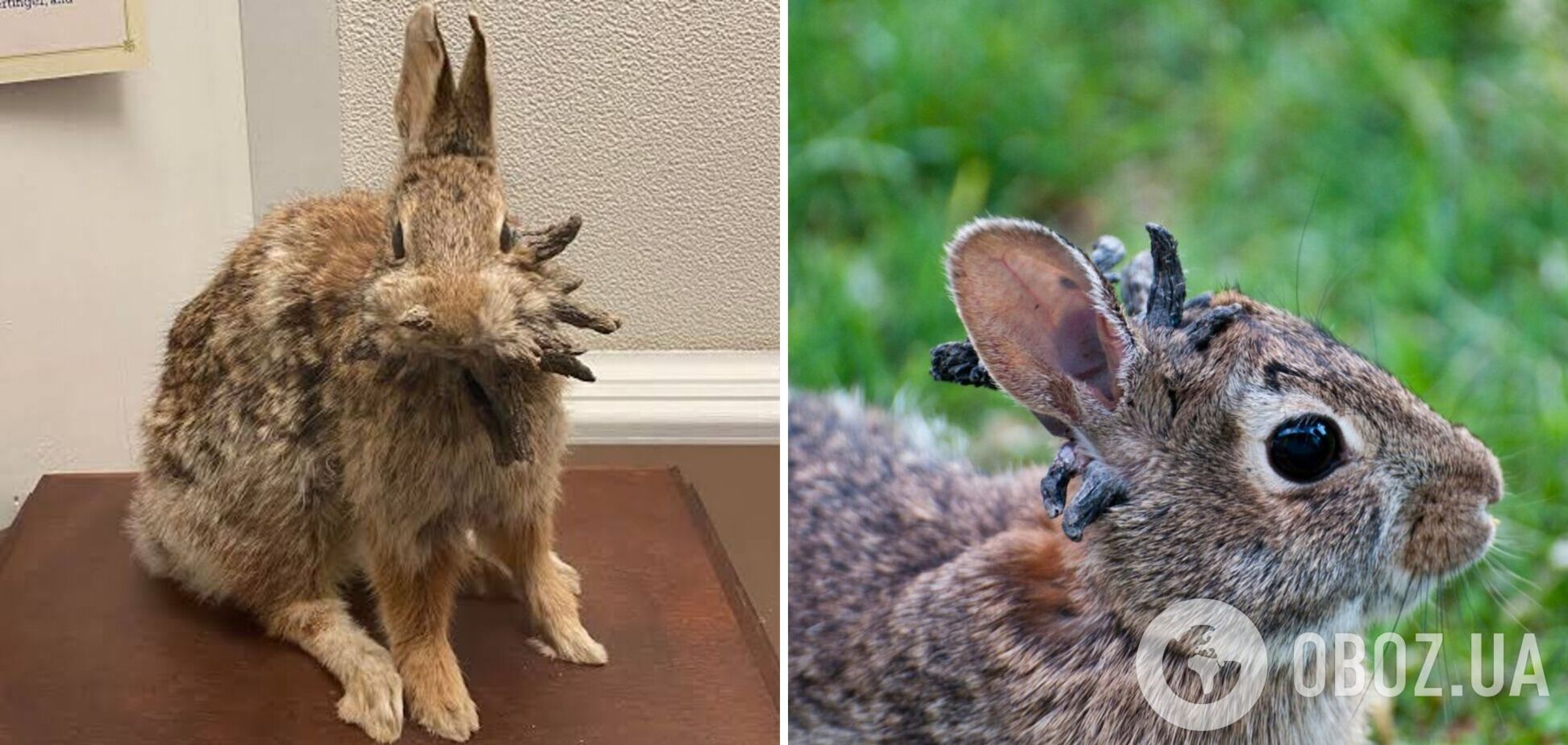 Колорадо заполонили рогатые 'кролики Франкенштейна': как ученые объясняют их появление. Фото