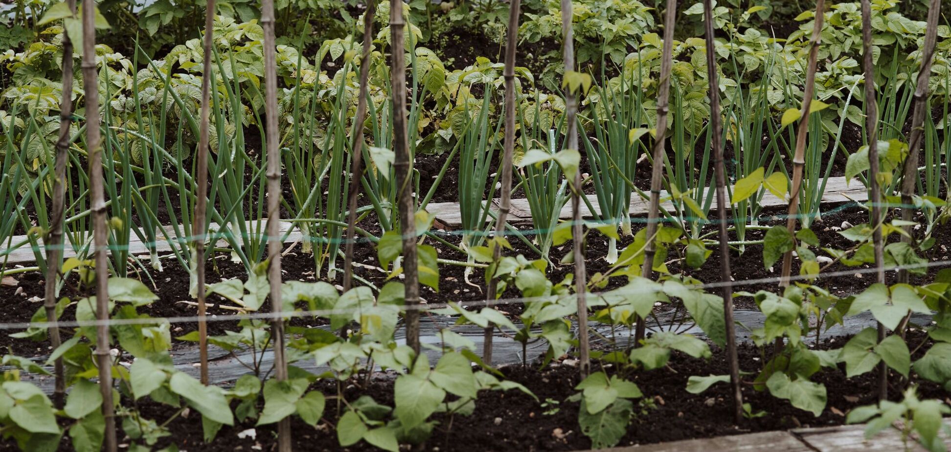 Почему нельзя выдергивать фасоль с корнем: как правильно собирать