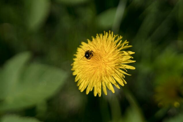 Как избавиться от сорняков и одуванчиков на газоне: простой способ