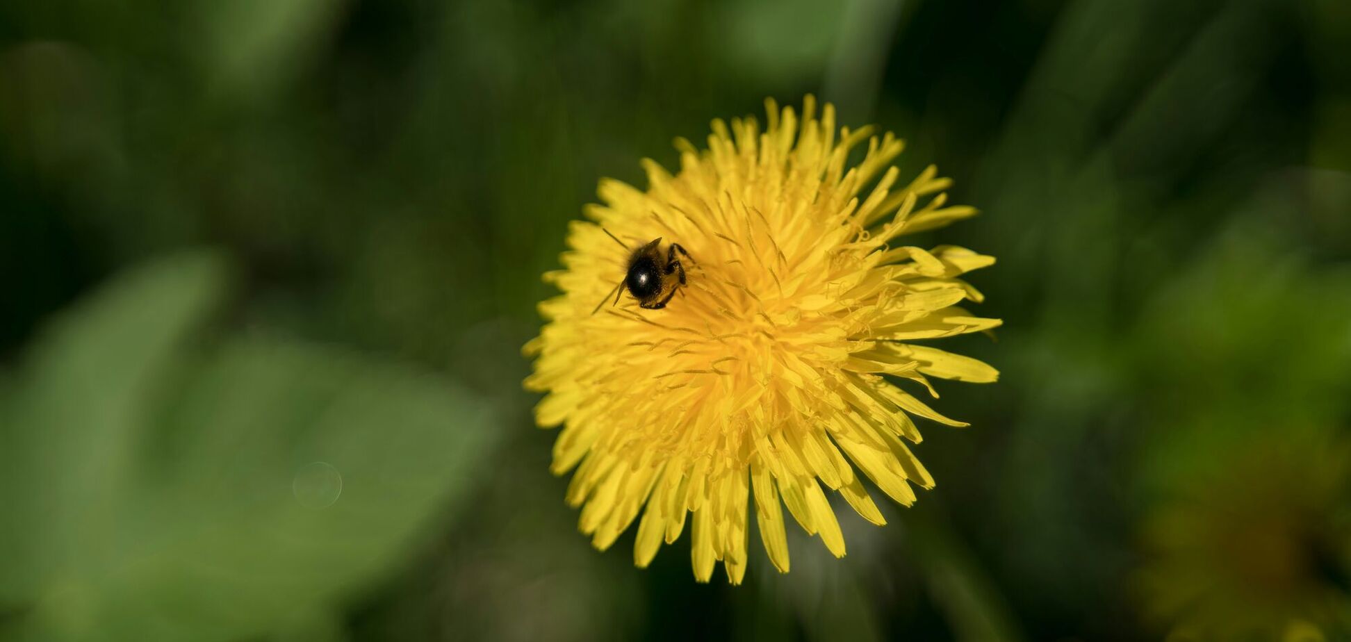 Как избавиться от сорняков и одуванчиков на газоне: простой способ