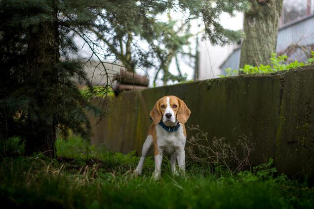 Что сделать, чтобы ваш любимец перестал лаять на других собак: совет кинолога
