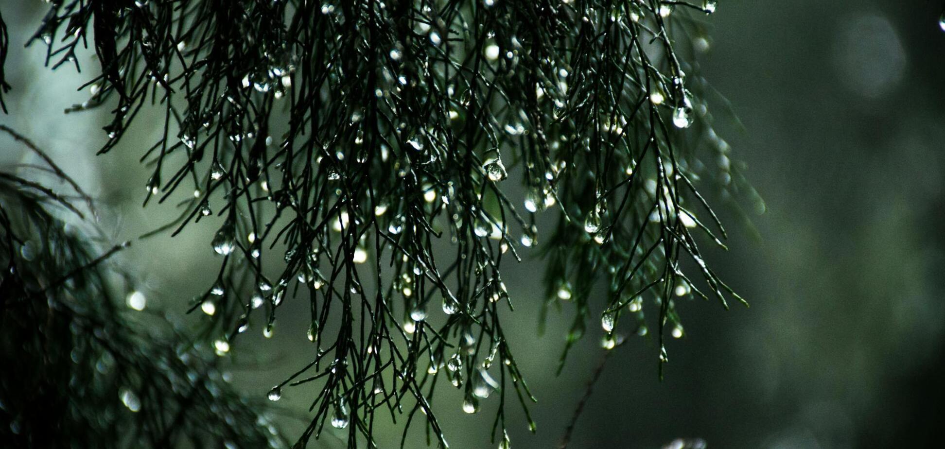 Какие растения в саду предсказывают дождь: как они меняются