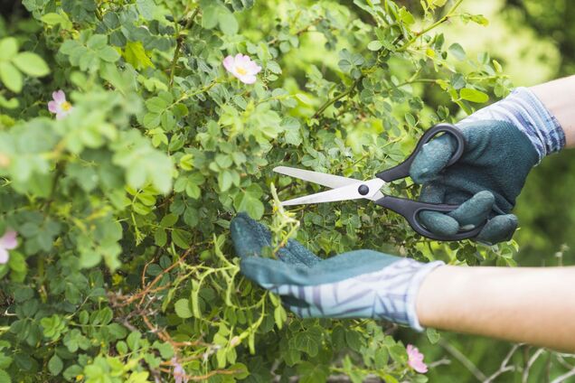 Какие растения нельзя обрезать летом: можете испортить