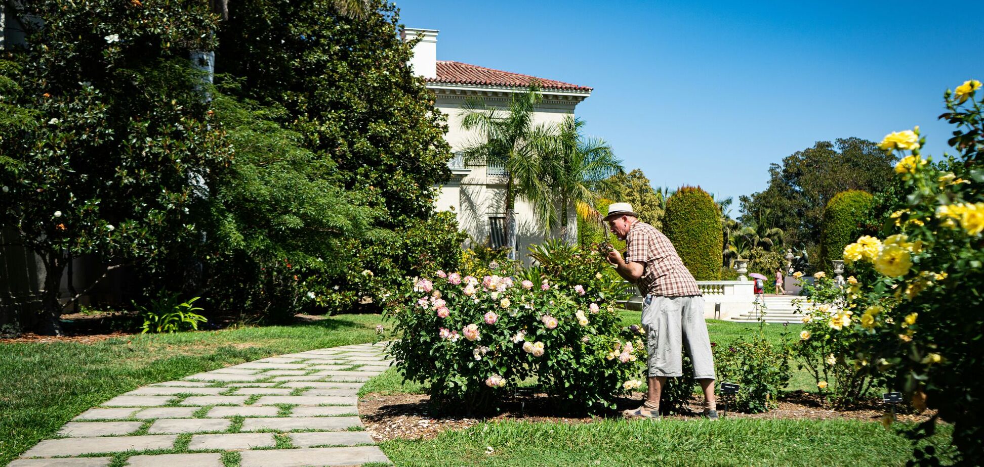 Як оздоровити рослини у саду: простий домашній спосіб