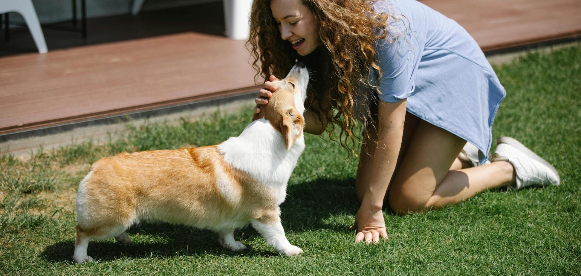 Топ-7 тревожных признаков, на которые стоит обратить внимание владельцам собак во время жары