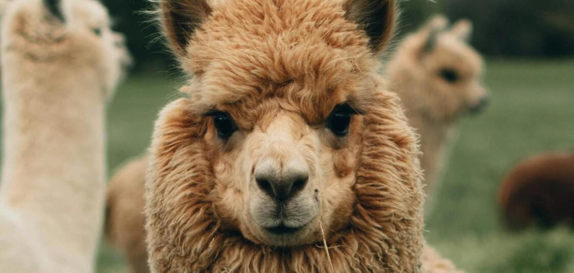 Яка різниця між ламами і альпаками: тварин постійно плутають