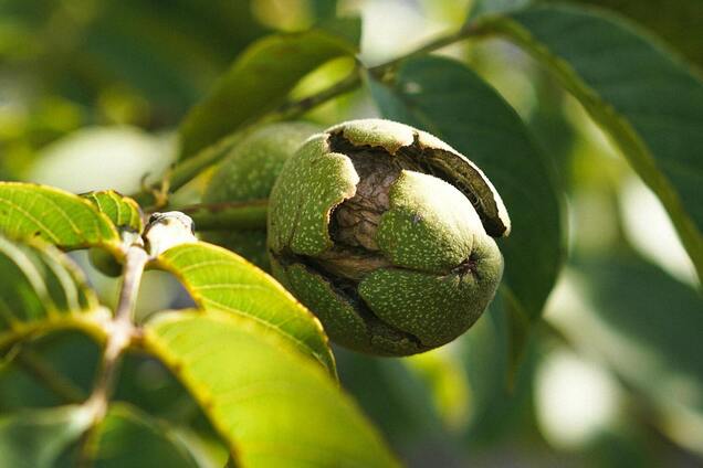 Как собирать и хранить грецкие орехи: советы