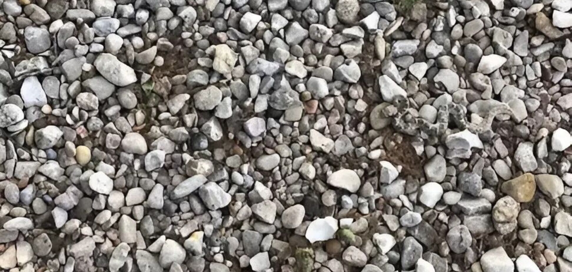 Знайдіть змію: оптична ілюзія, яка легко вас заплутає