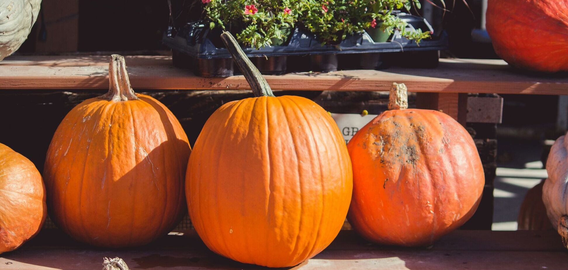 Спешить не следует: когда собирают урожай тыквы