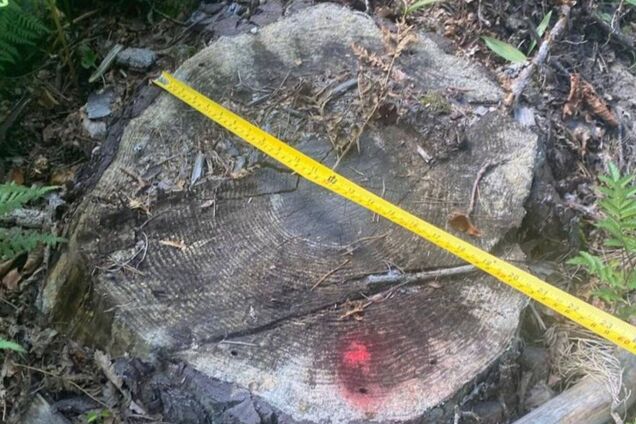 Иллюстрация - нарушения в лесной отрасли