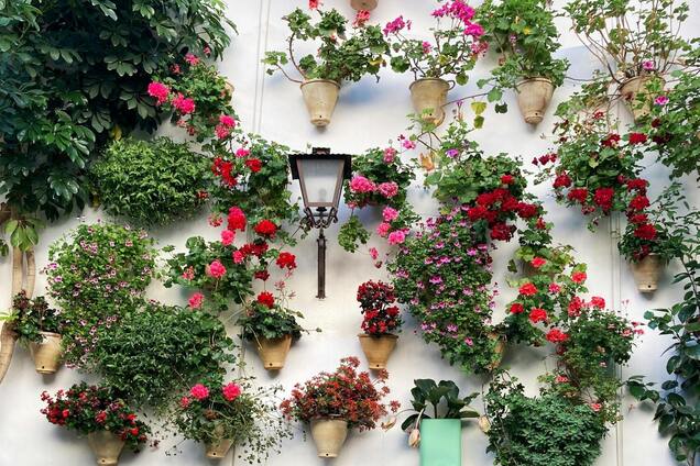 Предназначены только для почвы: какие многолетники не следует выращивать в контейнерах