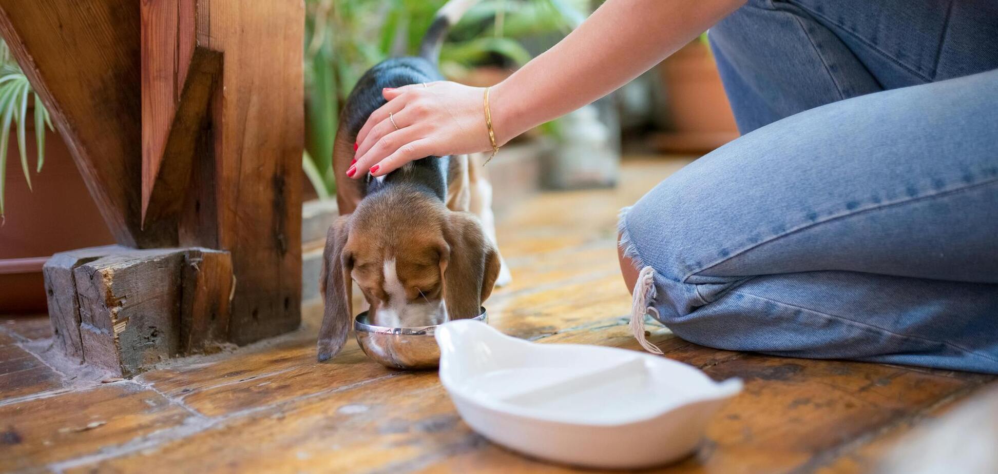 Собаки начали массово болеть из-за популярной еды: избегайте ее