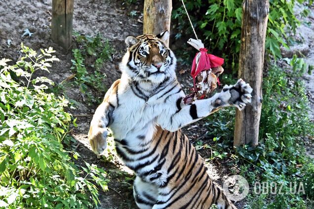 Два тигра Киевского зоопарка будут праздновать день рождения: для именинников устроят квест. Подробности и фото