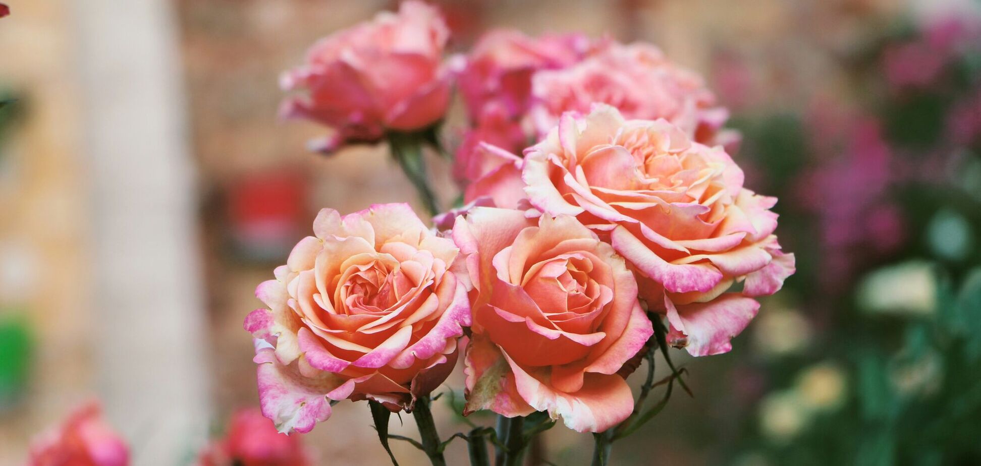 Будут цвести еще пышнее: чем можно подкормить розы в конце лета