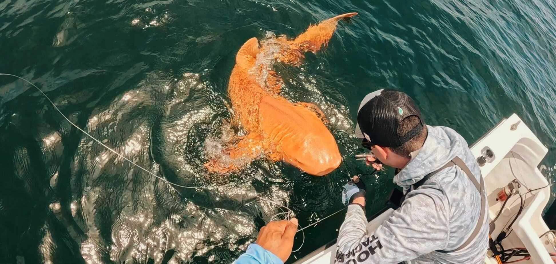 Возле Коста-Рики нашли чрезвычайно редкую ярко-оранжевую акулу. Удивительные фото