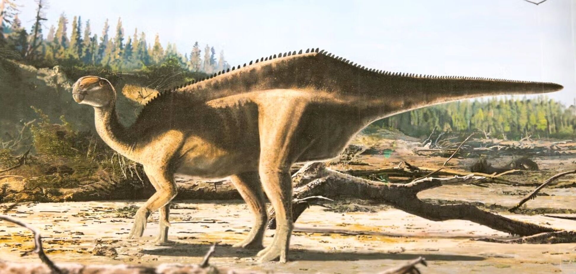 Із 'вітрилом' на спині: вчені виявили новий вид динозаврів. Фото