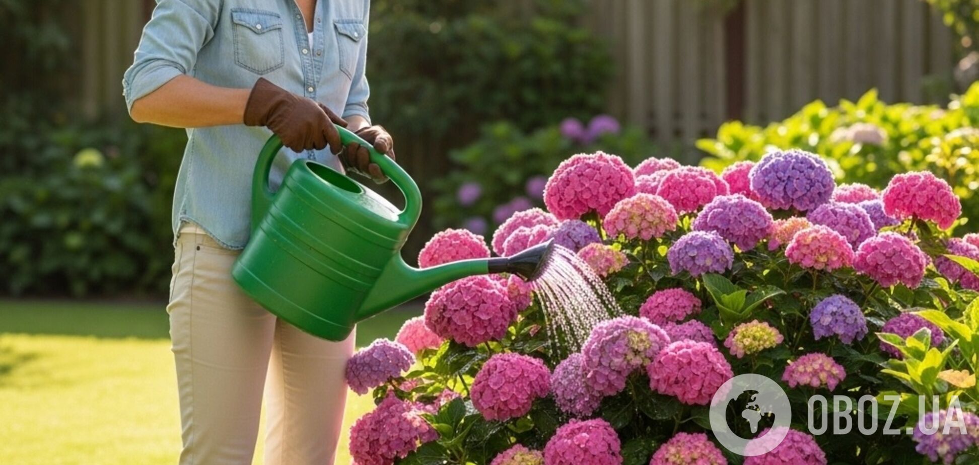 Як оживити гортензії: допоможе проста дія