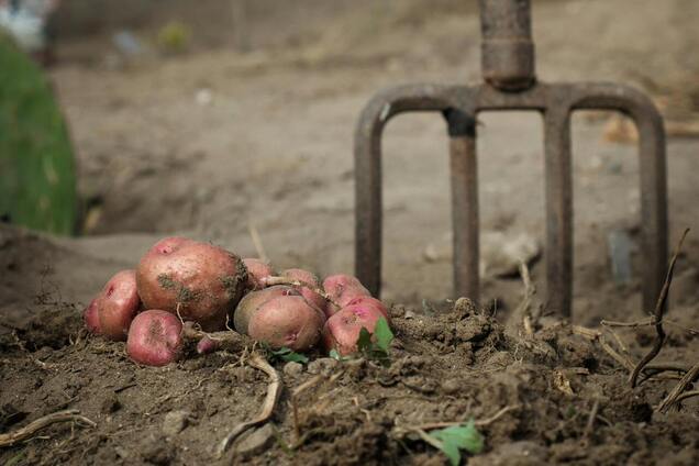 Що робити з дрібною картоплею: корисні ідеї