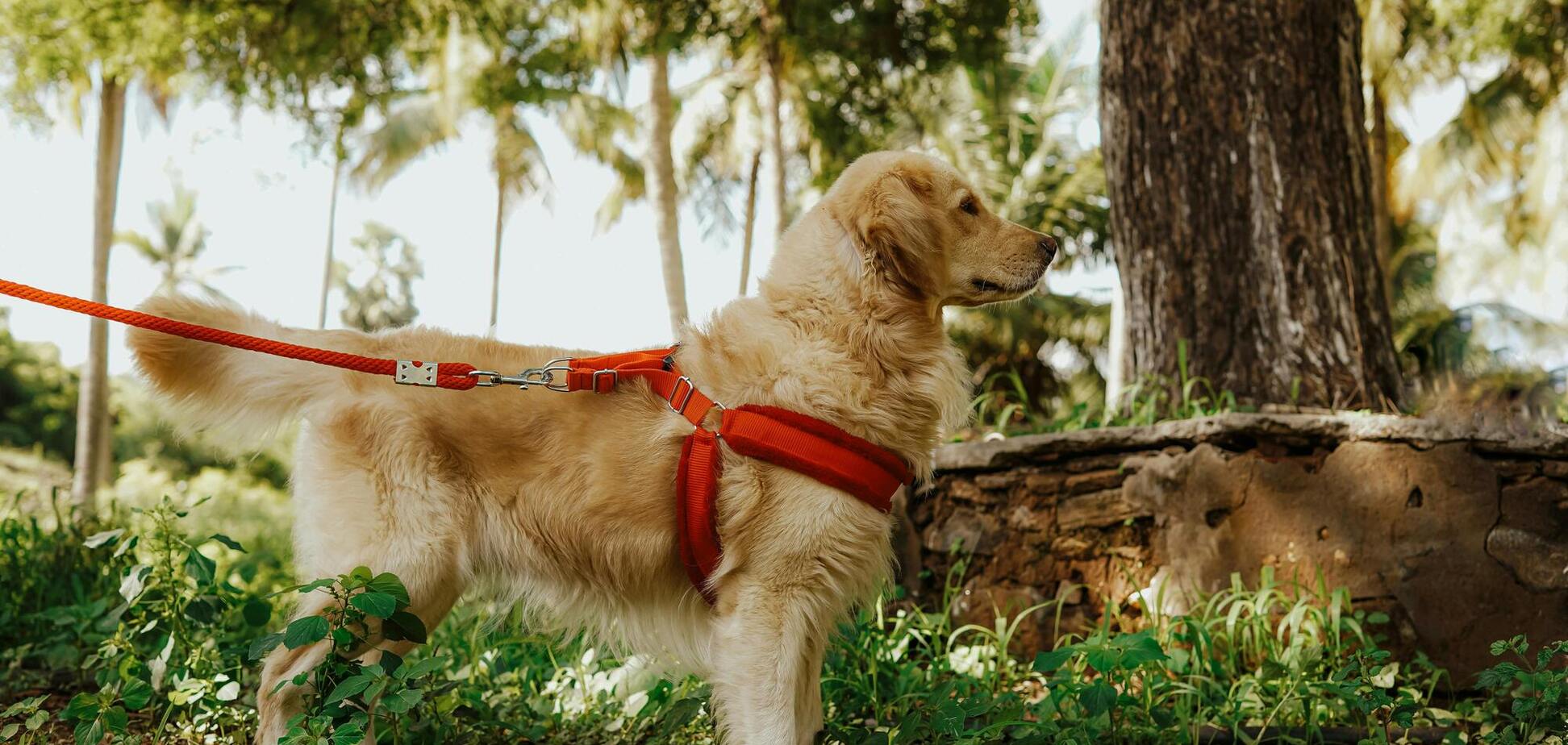 Сколько раз собака должна ходить в туалет во время прогулки: объяснение от ветеринаров