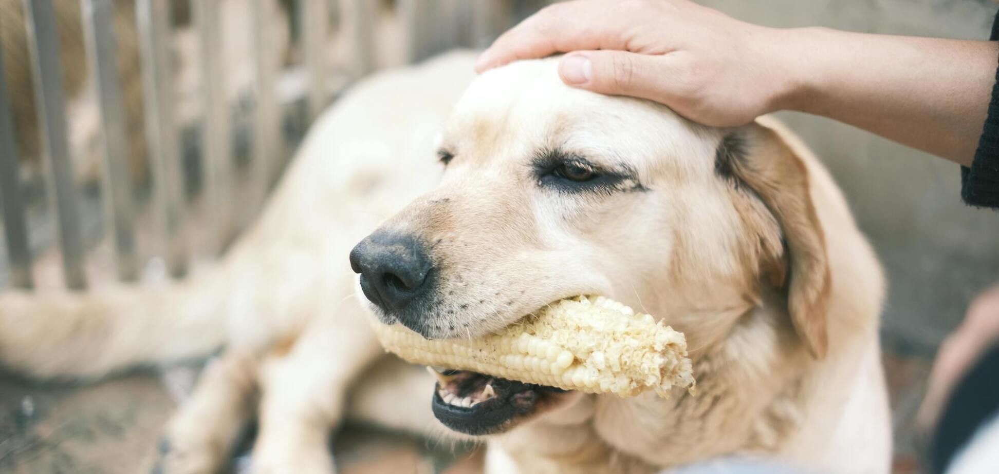 Никогда не кормите этим собак! Популярный летний продукт может быть опасным для вашего любимца