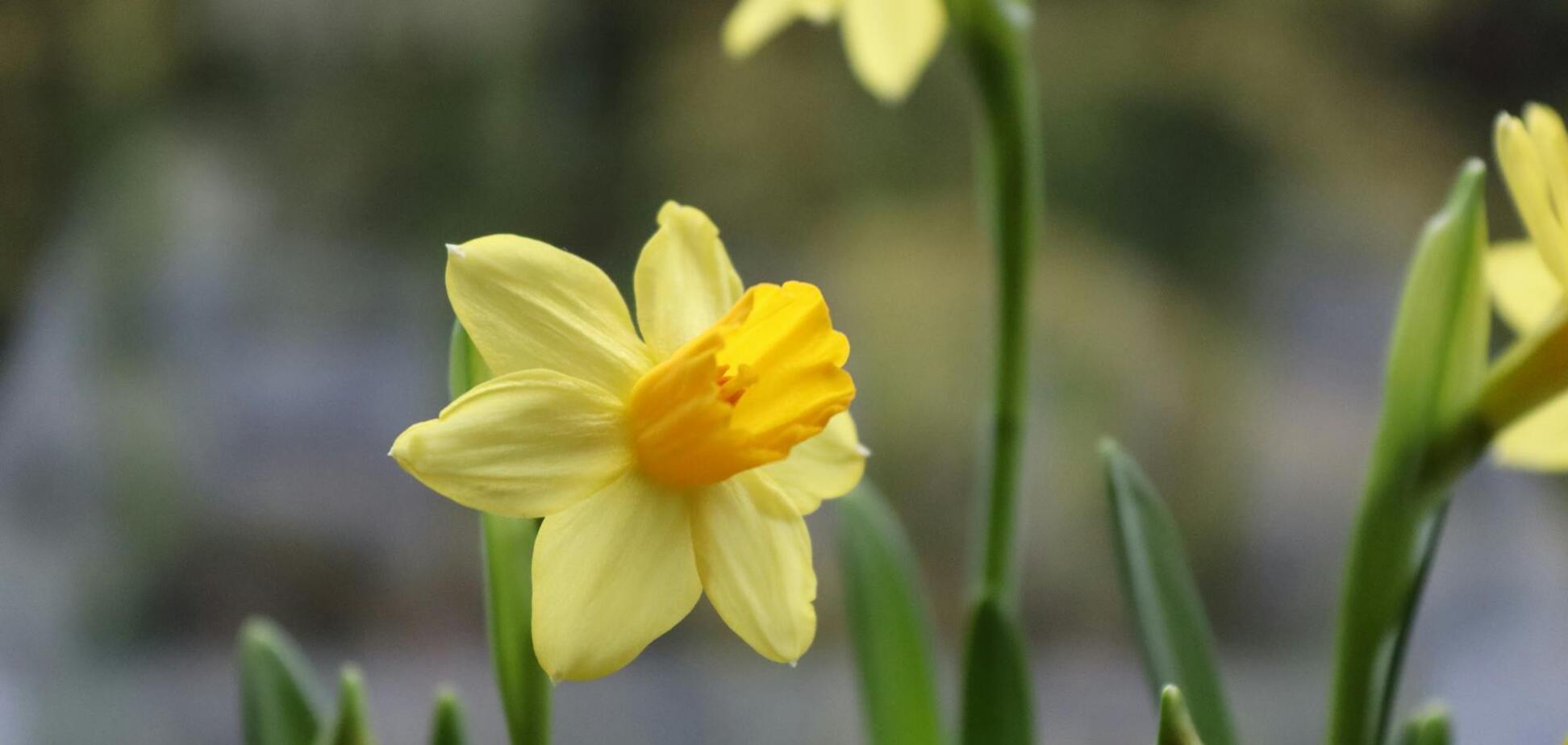 Когда сажать нарциссы: назван идеальный период